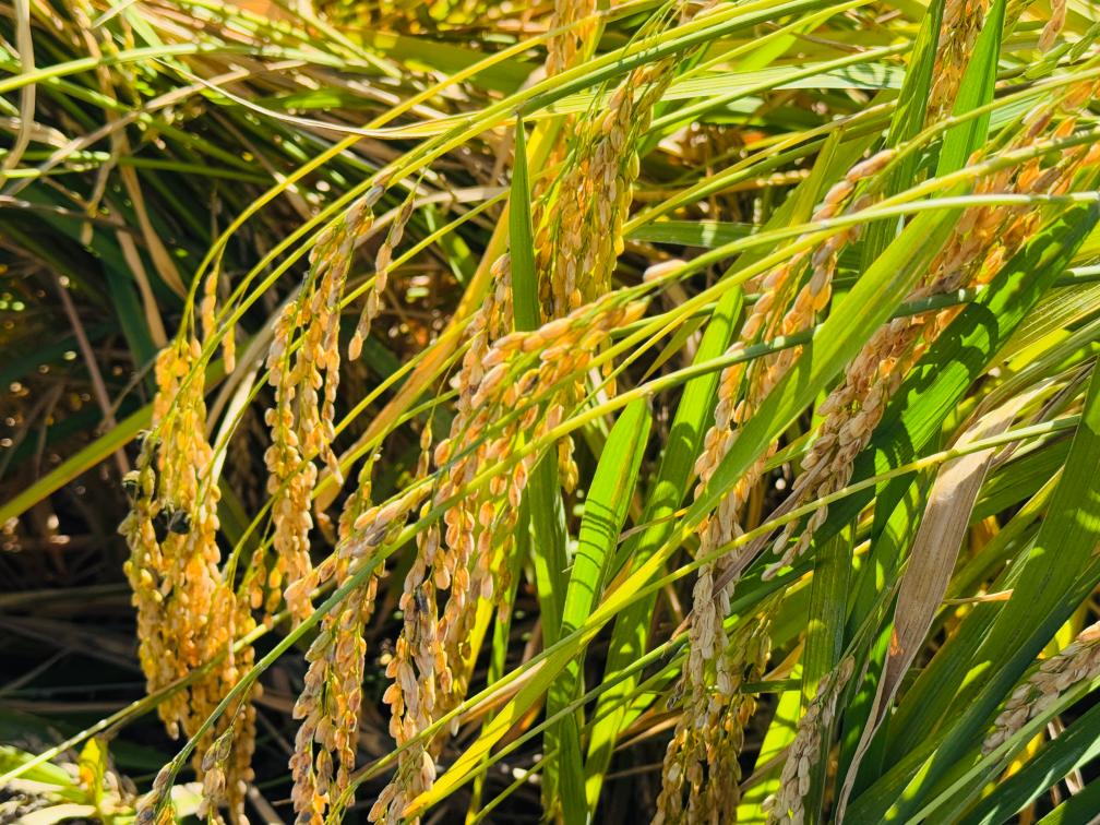 四中全会精神在基层丨擦亮“稻乡”金字招牌——从黑龙江五常实践看大米产业进阶之路