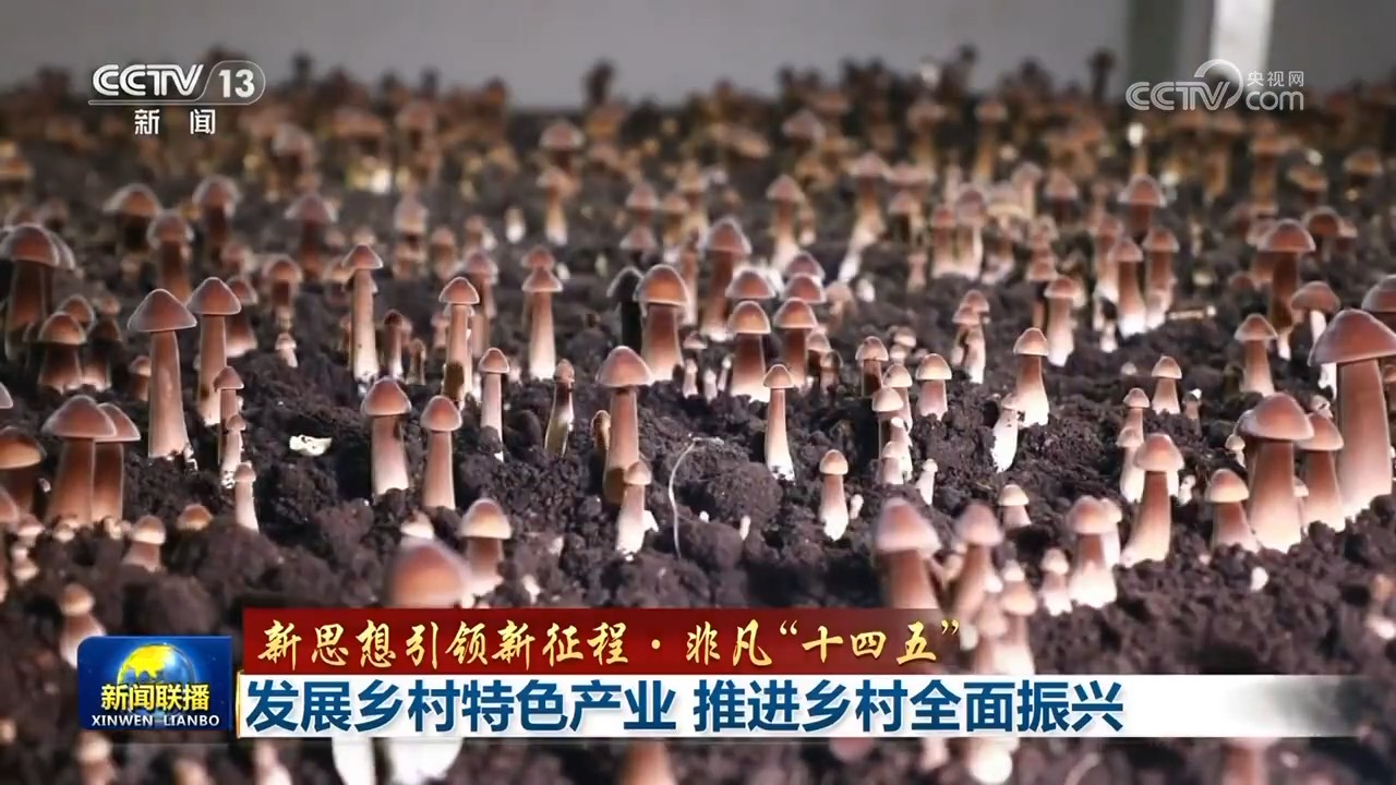 【新思想引领新征程·非凡“十四五”】发展乡村特色产业 推进乡村全面振兴