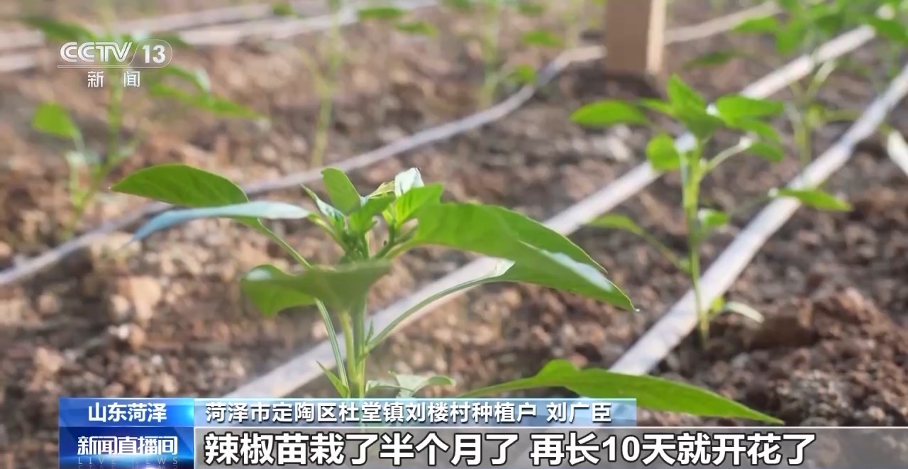 应对强降温 农技专家深入田间守护蔬菜过寒冬