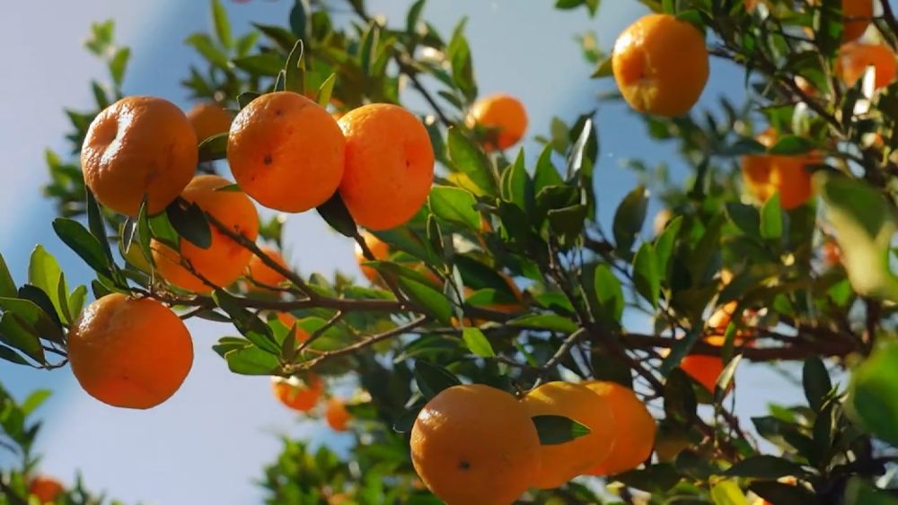 新华视点|中部地区贯彻落实四中全会精神 以高质量发展书写中部崛起新篇章 新华视点|中部地区贯彻落实四中全会精神 以高质量发展书写中部崛起新篇章