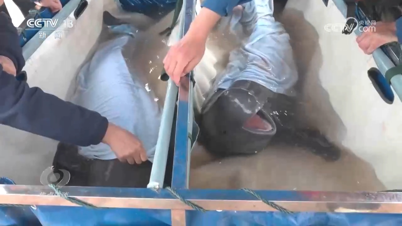 焦点访谈 | 推进长江生态保护工作 留住江豚的“微笑”