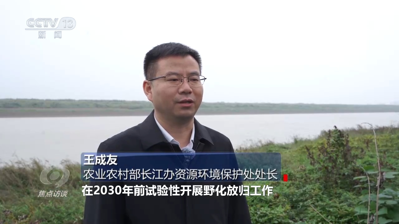 焦点访谈 | 推进长江生态保护工作 留住江豚的“微笑”