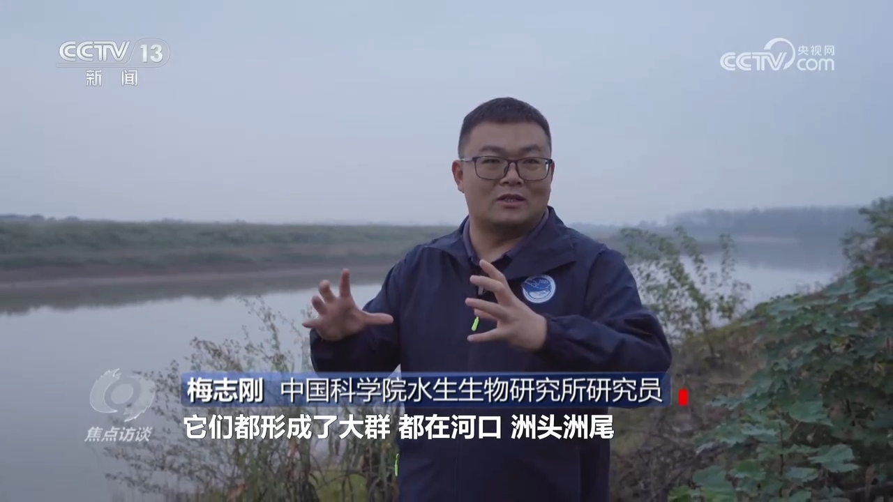 焦点访谈 | 推进长江生态保护工作 留住江豚的“微笑”