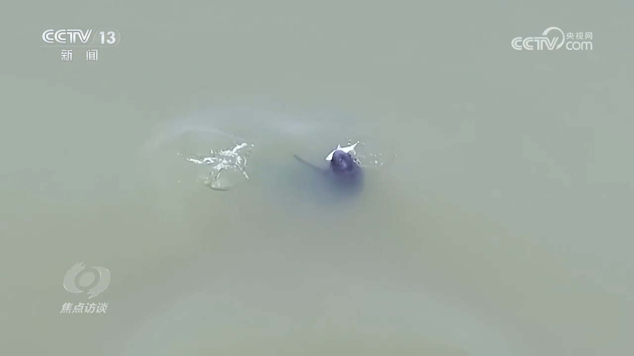 焦点访谈 | 推进长江生态保护工作 留住江豚的“微笑”