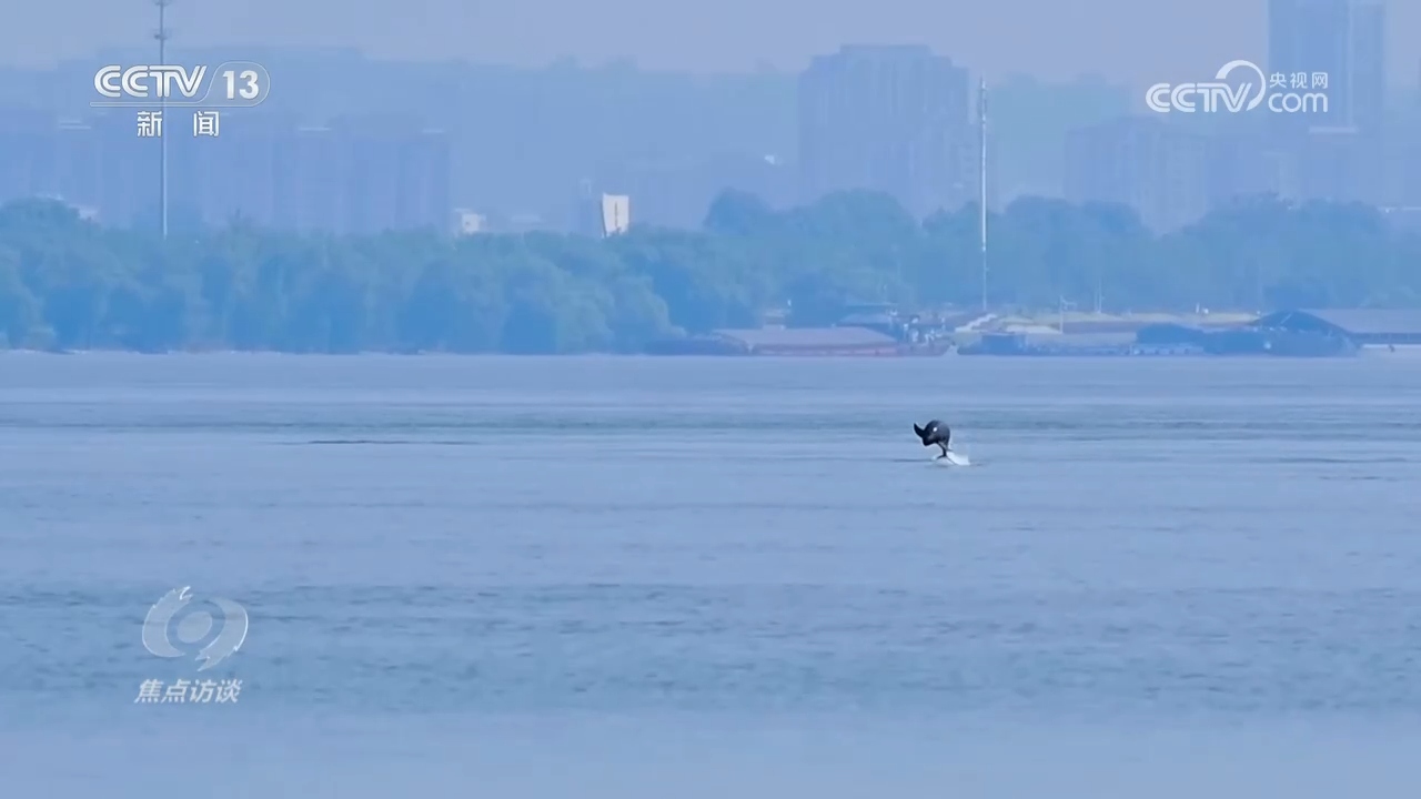 焦点访谈 | 推进长江生态保护工作 留住江豚的“微笑”