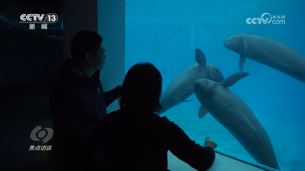 焦点访谈 | 推进长江生态保护工作 留住江豚的“微笑”