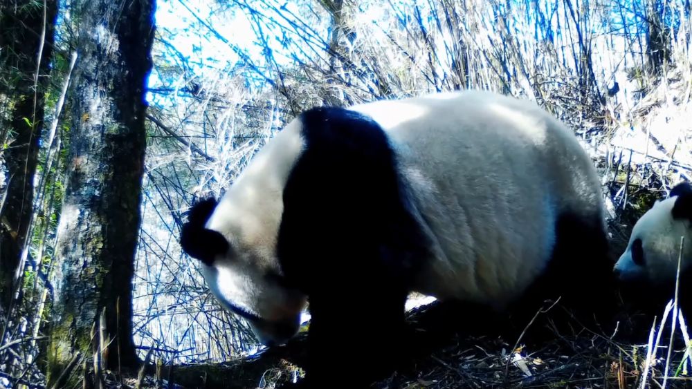 新华视点|生态绘新卷 各地绘就绿色发展好风光 新华视点|生态绘新卷 各地绘就绿色发展好风光