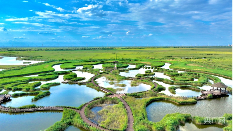 行进的海岸线|从巡护车到“AI眼” 世界自然遗产南大港湿地的生态守护