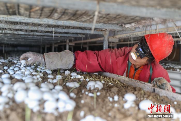 江西乐安:双孢菇采收忙 江西乐安:双孢菇采收忙