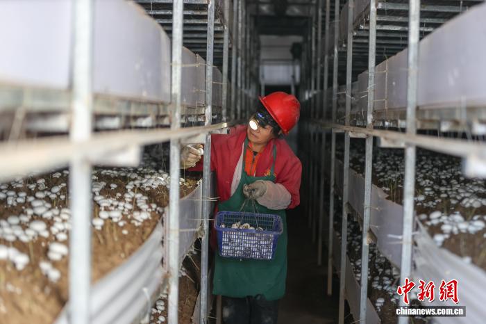 江西乐安:双孢菇采收忙