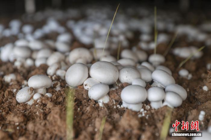 江西乐安:双孢菇采收忙