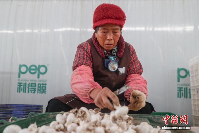 江西乐安:双孢菇采收忙