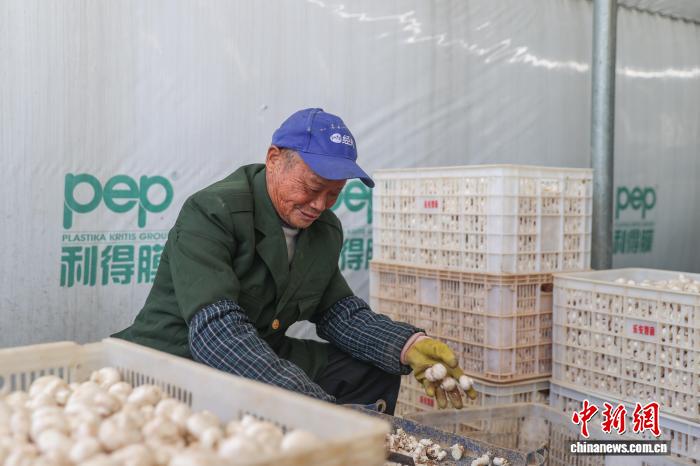 江西乐安:双孢菇采收忙