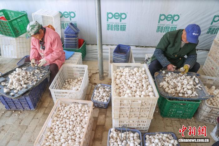 江西乐安:双孢菇采收忙