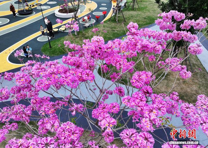 冬日福州口袋公园上演紫色浪漫 冬日福州口袋公园上演紫色浪漫