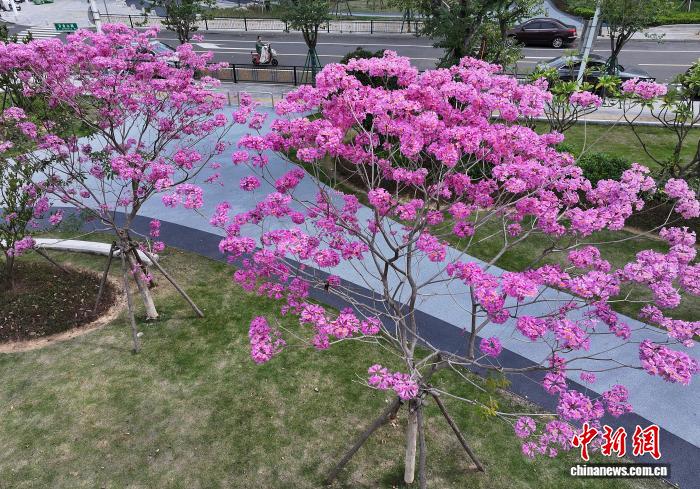 冬日福州口袋公园上演紫色浪漫