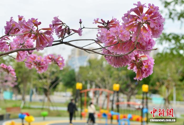 冬日福州口袋公园上演紫色浪漫