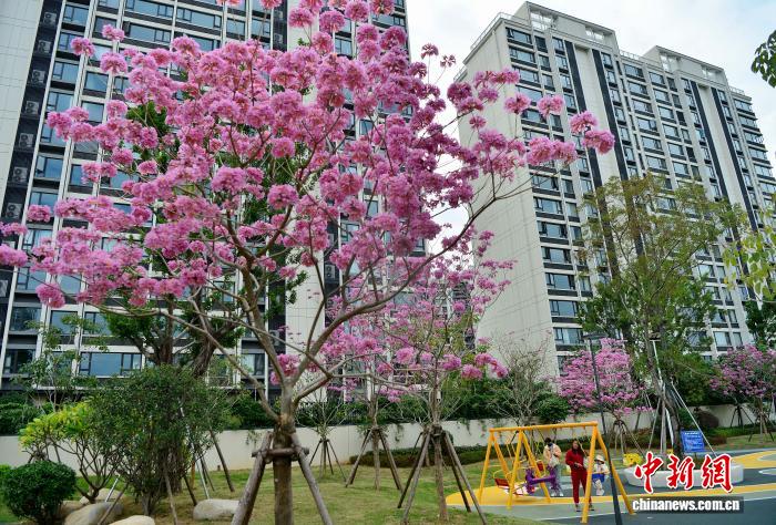 冬日福州口袋公园上演紫色浪漫