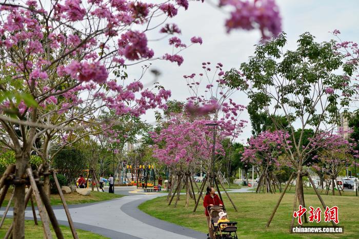 冬日福州口袋公园上演紫色浪漫
