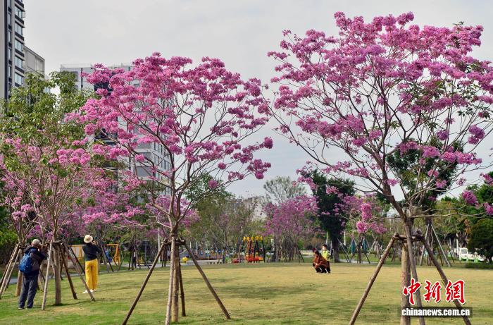 冬日福州口袋公园上演紫色浪漫