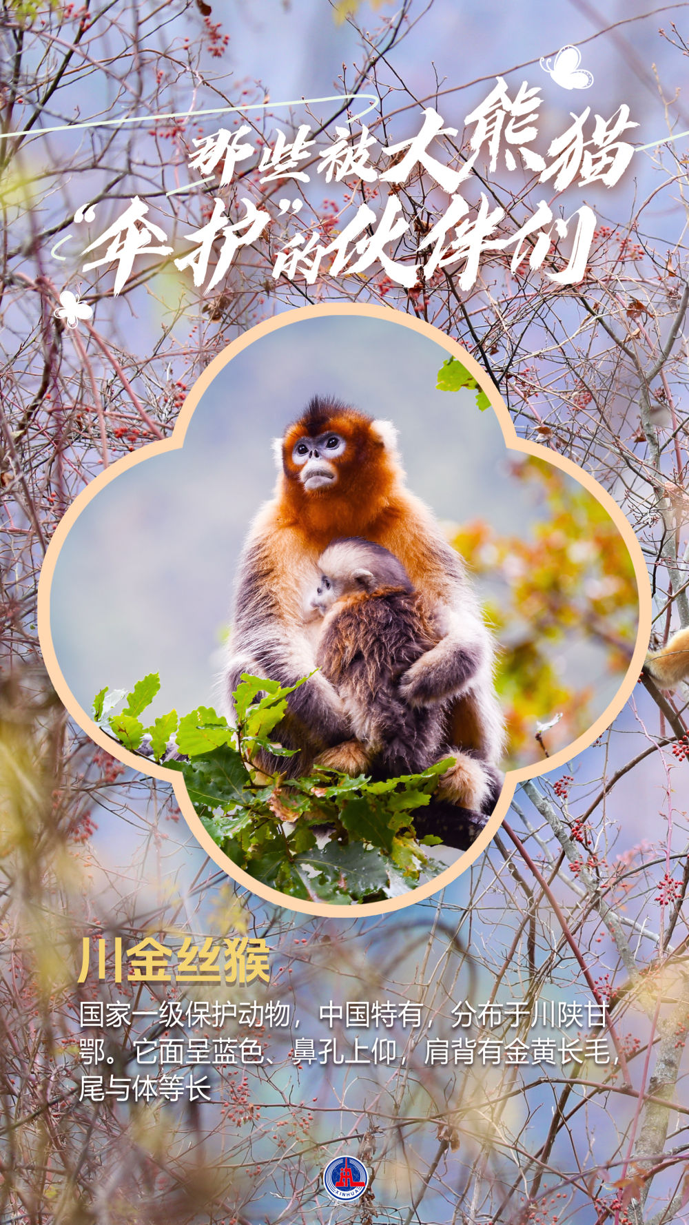 海报丨那些被大熊猫“伞护”的伙伴们