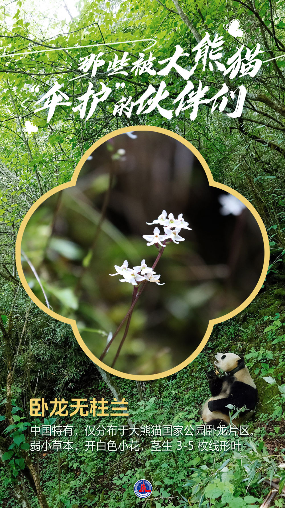 海报丨那些被大熊猫“伞护”的伙伴们