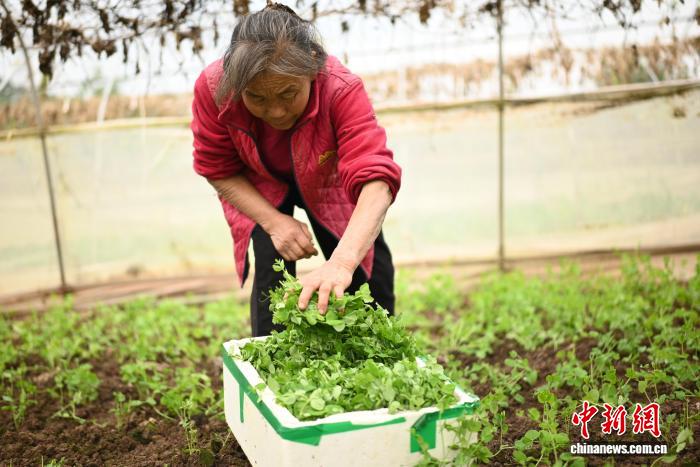 冬日农事忙 中国“西部菜都”新农人辈出