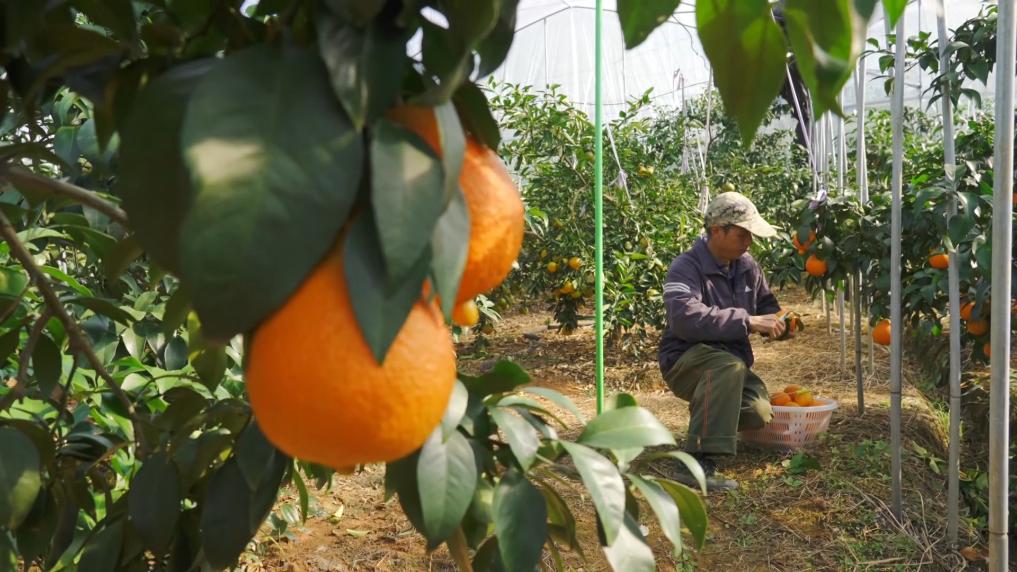 一方水土一方策：高质量发展的“地方答卷”