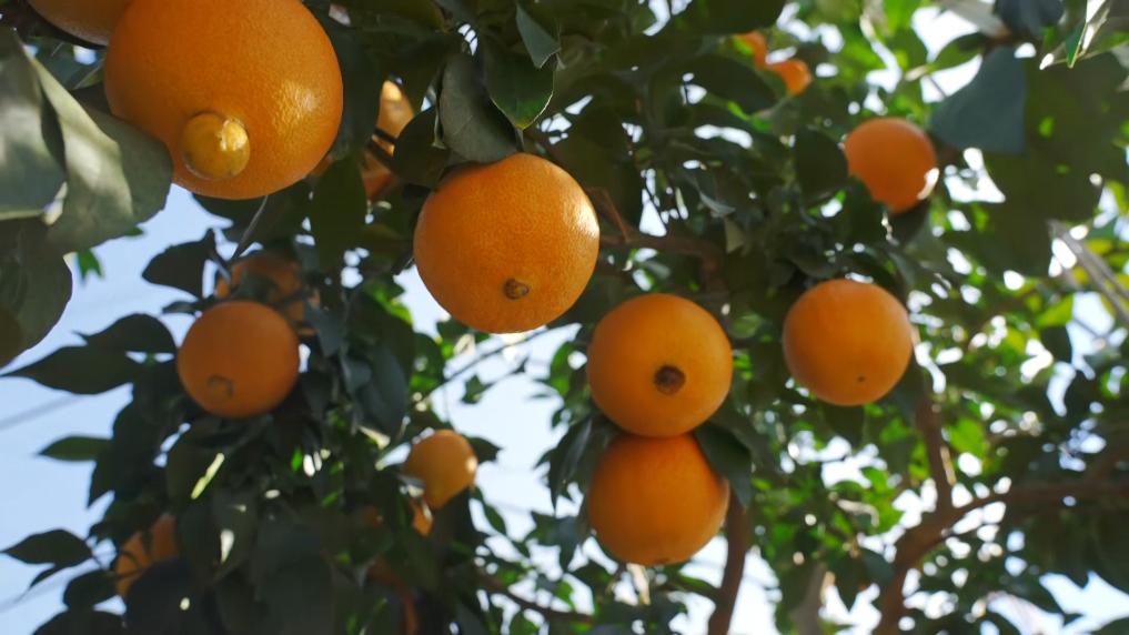 一方水土一方策：高质量发展的“地方答卷”