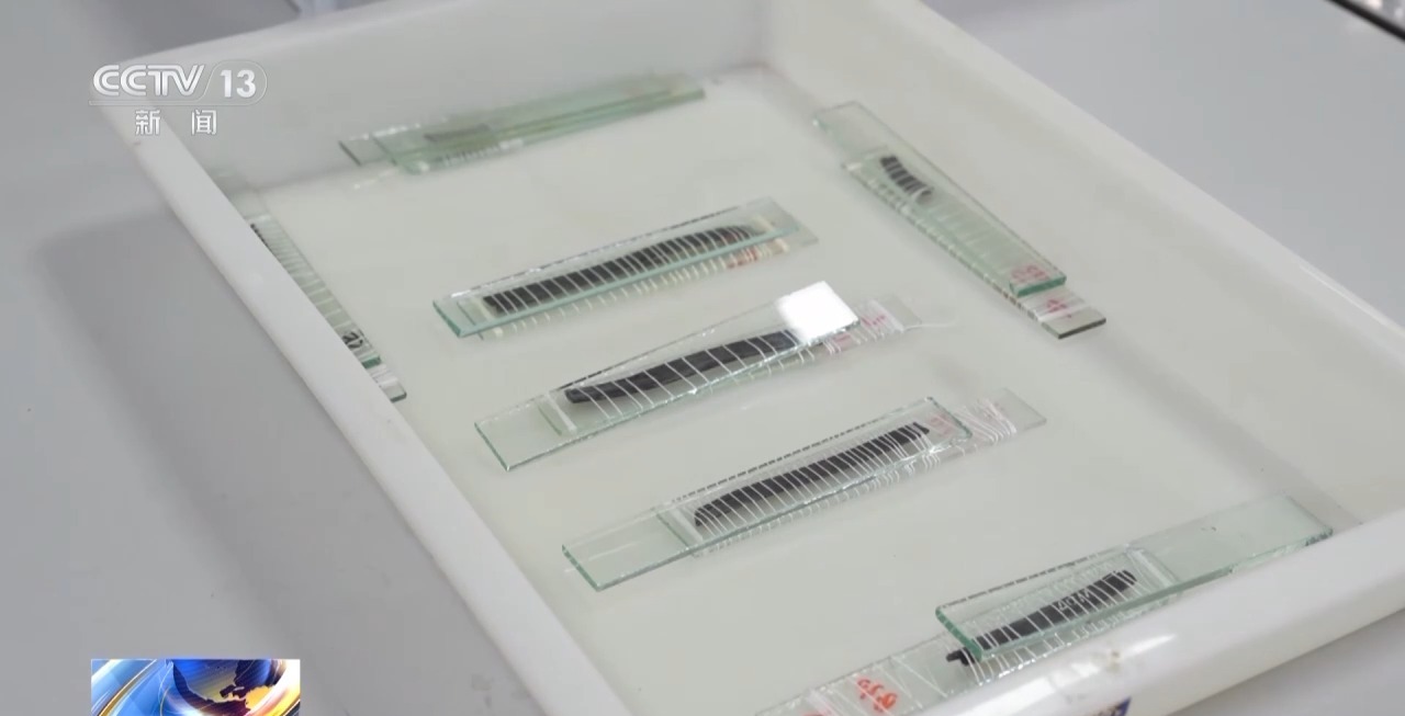 我国已发现30余万枚简牍 千年典籍正被“唤醒”