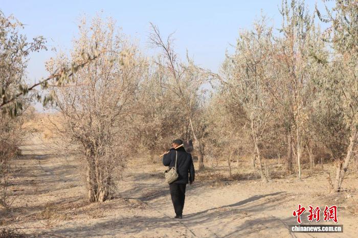 新疆护林员：草方格里锁沙 大漠深处护绿