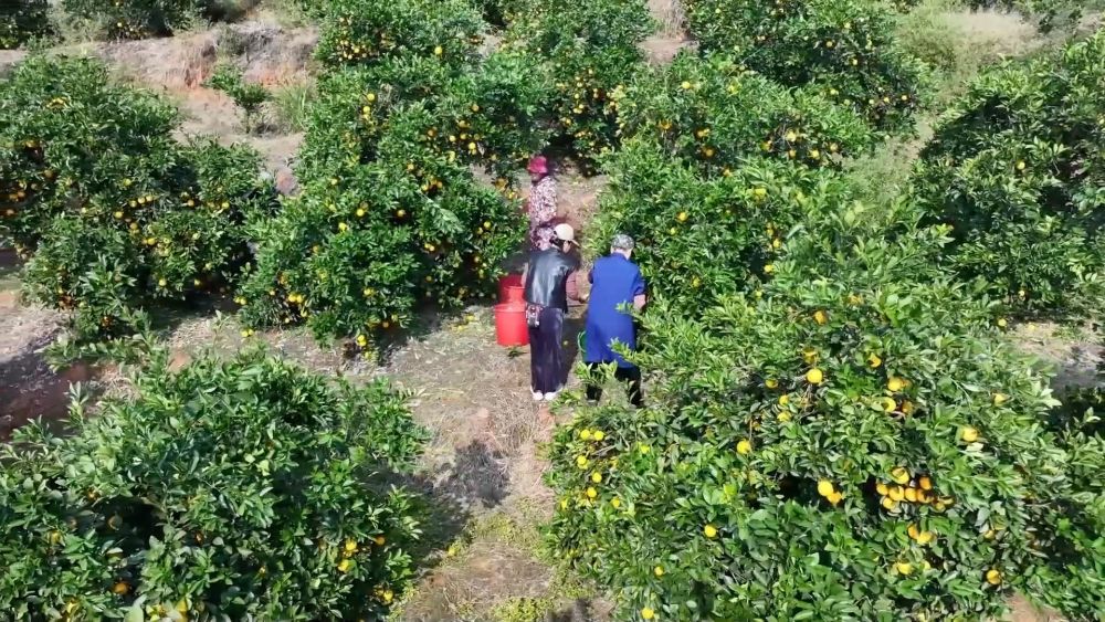 多元特色产业绘就乡村振兴新画卷