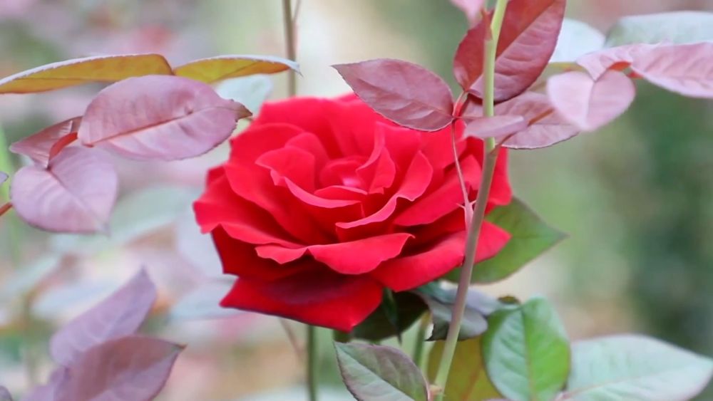 多元特色产业绘就乡村振兴新画卷