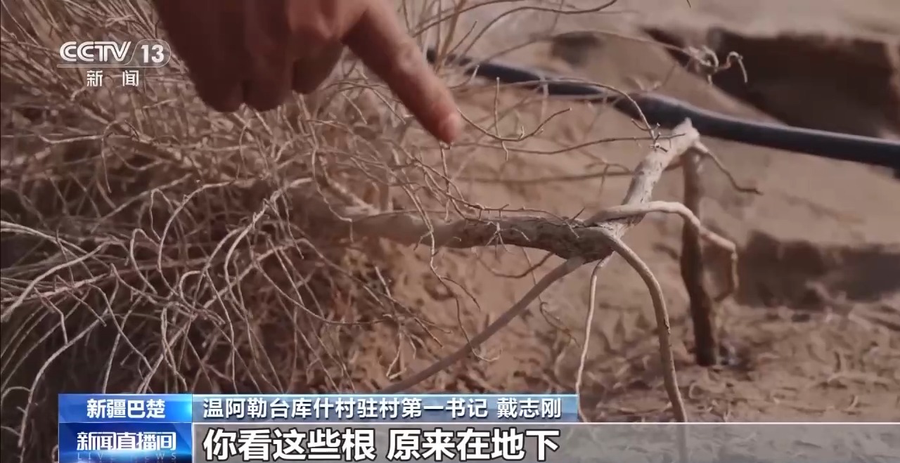 从“死亡之海”到“水产绿洲” 解锁新疆“点沙成金”的密码→