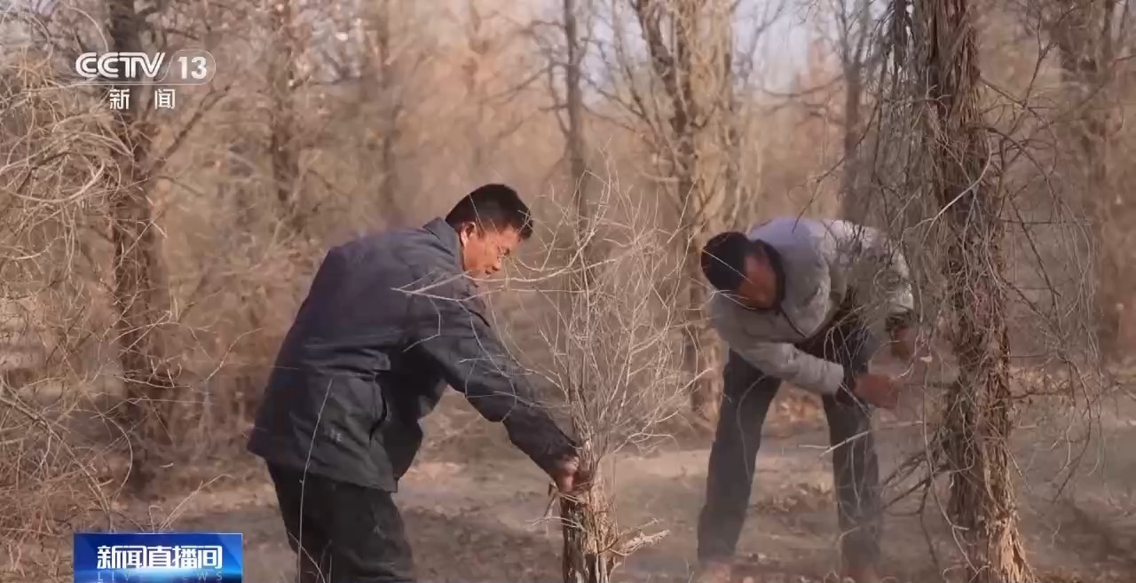 视频丨从防沙、固沙到治沙、用沙 看他们如何阻止两大沙漠合拢→