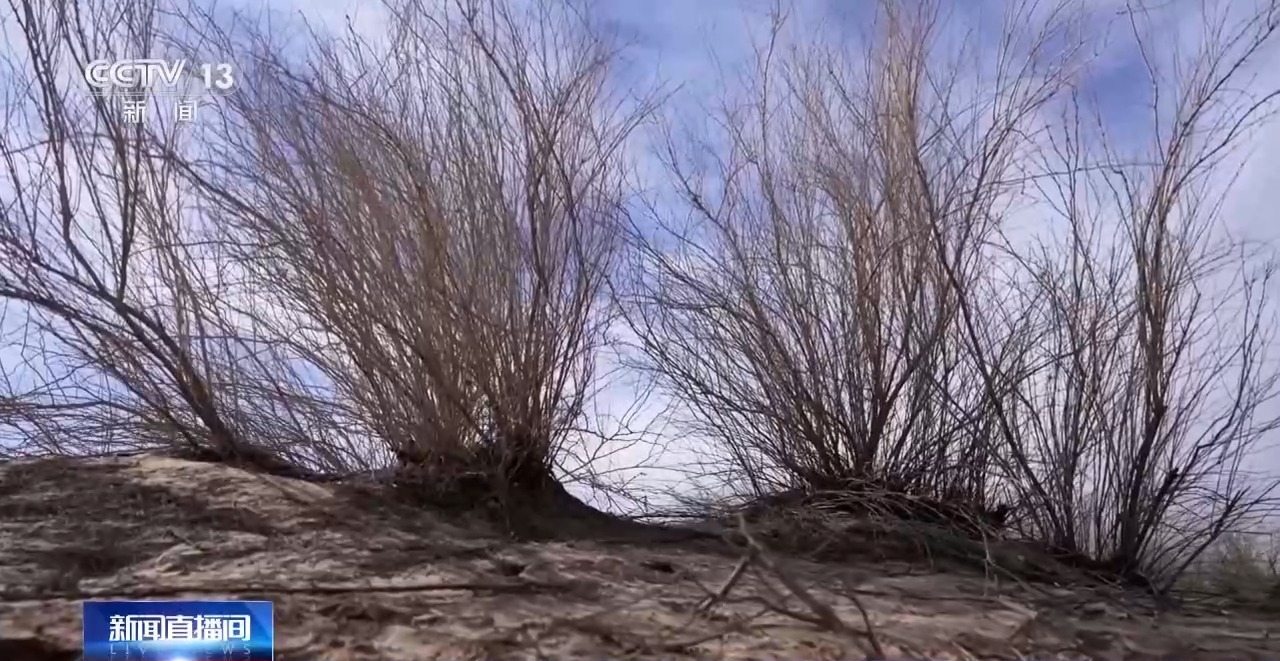 视频丨从防沙、固沙到治沙、用沙 看他们如何阻止两大沙漠合拢→