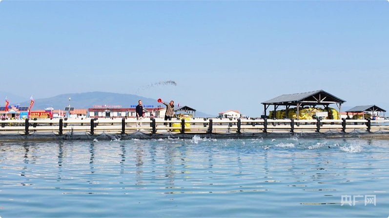 行进的海岸线｜潮起三都澳：一尾“金黄”跃居全国八成市场