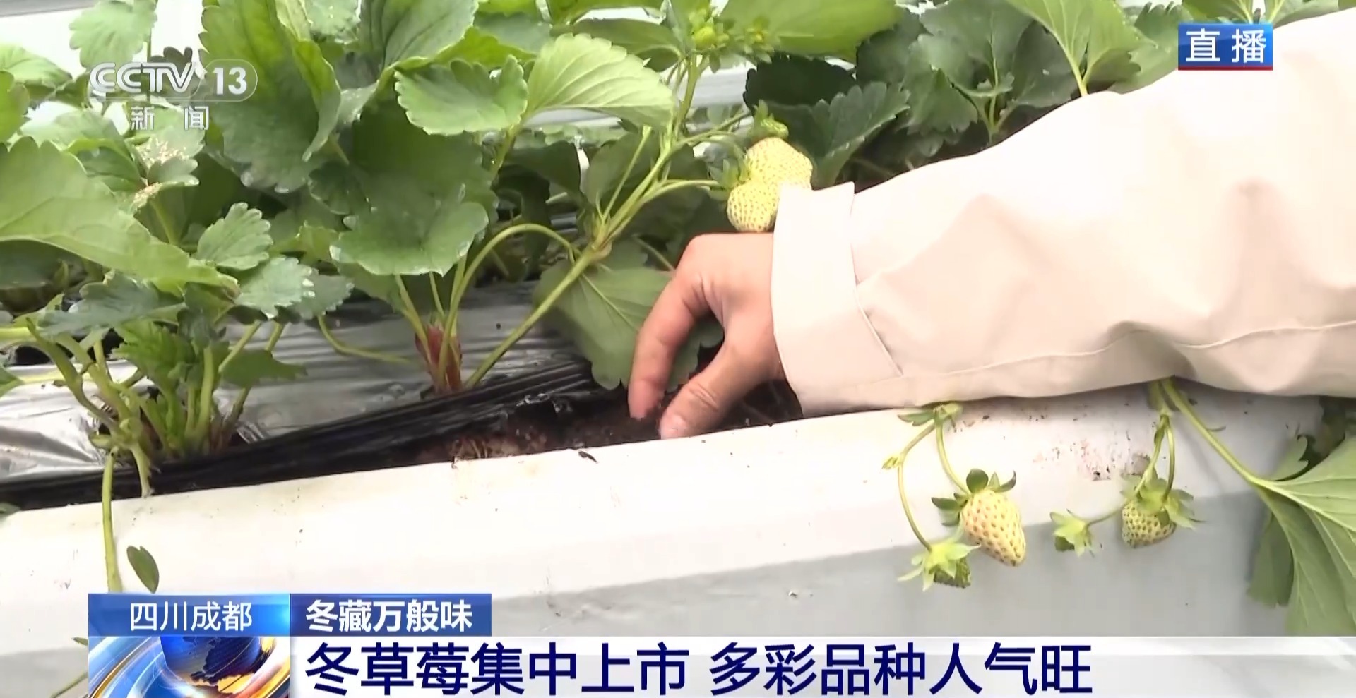 向科技要产量 智慧“草莓工厂”实现四季不断供