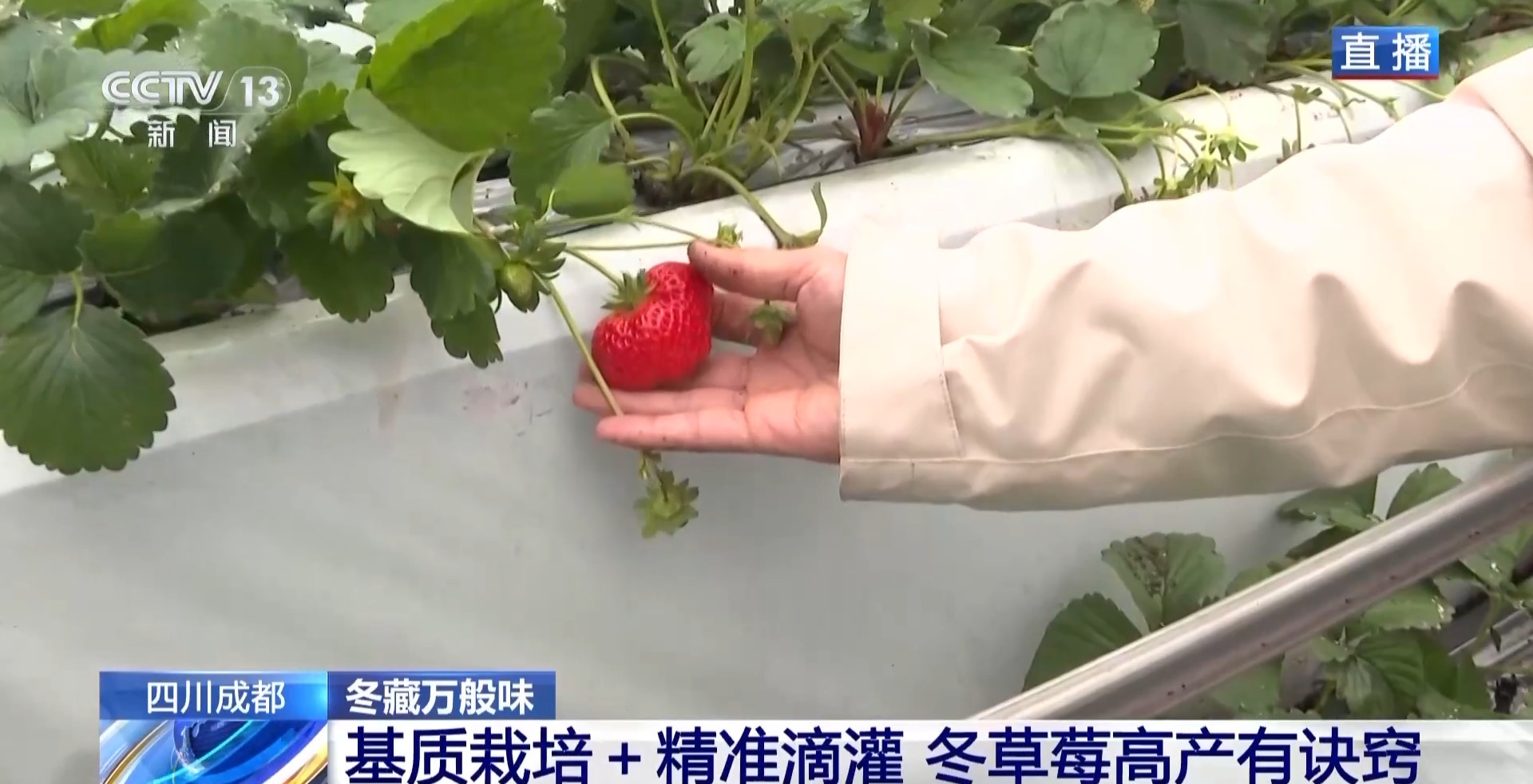 向科技要产量 智慧“草莓工厂”实现四季不断供