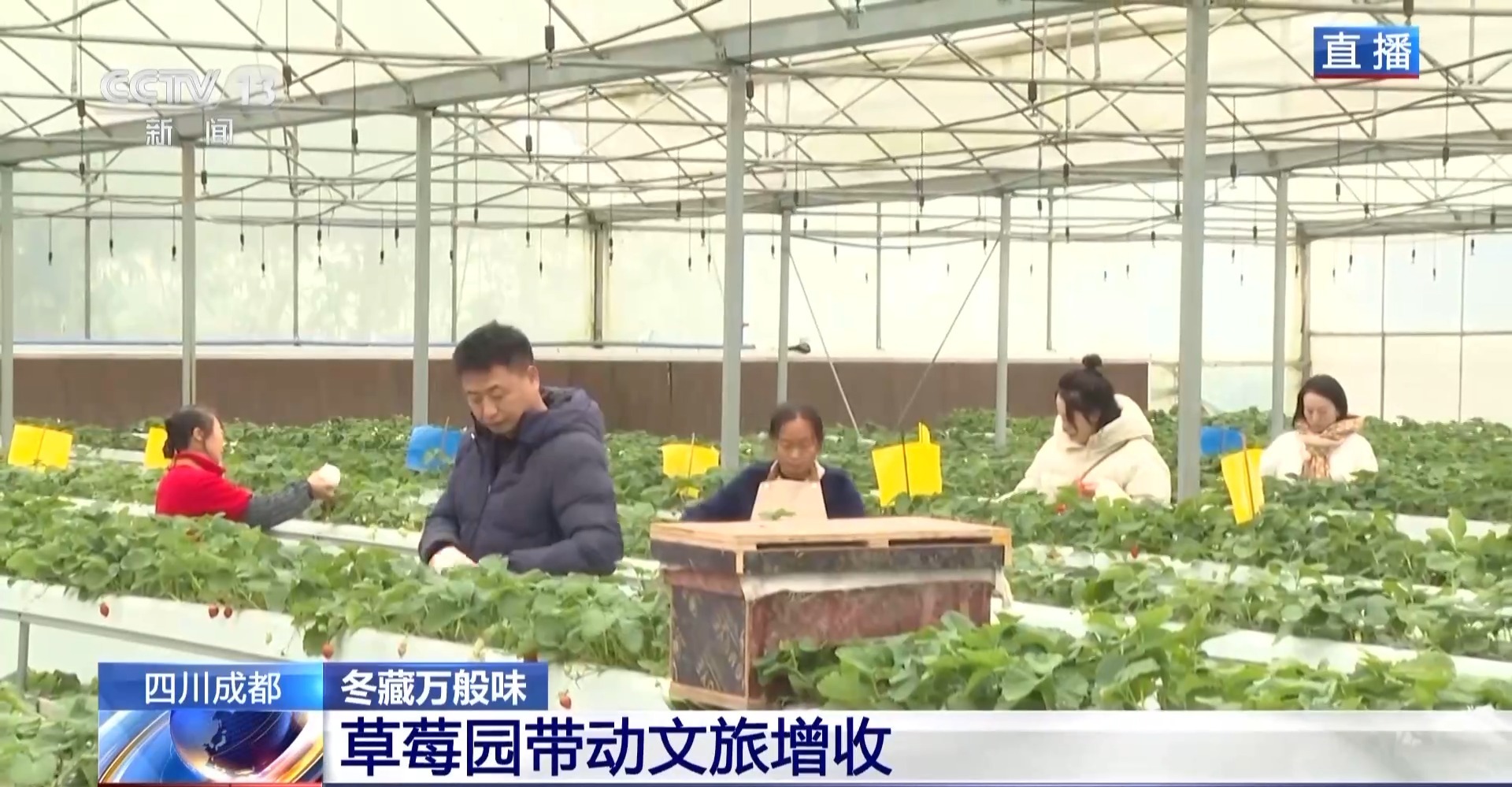 向科技要产量 智慧“草莓工厂”实现四季不断供