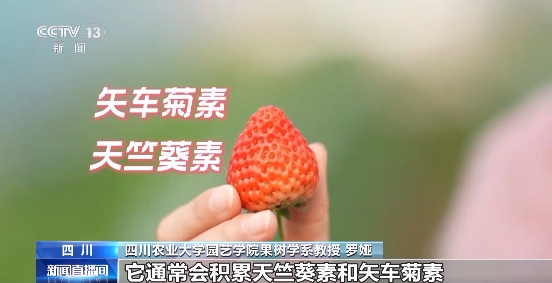 向科技要产量 智慧“草莓工厂”实现四季不断供