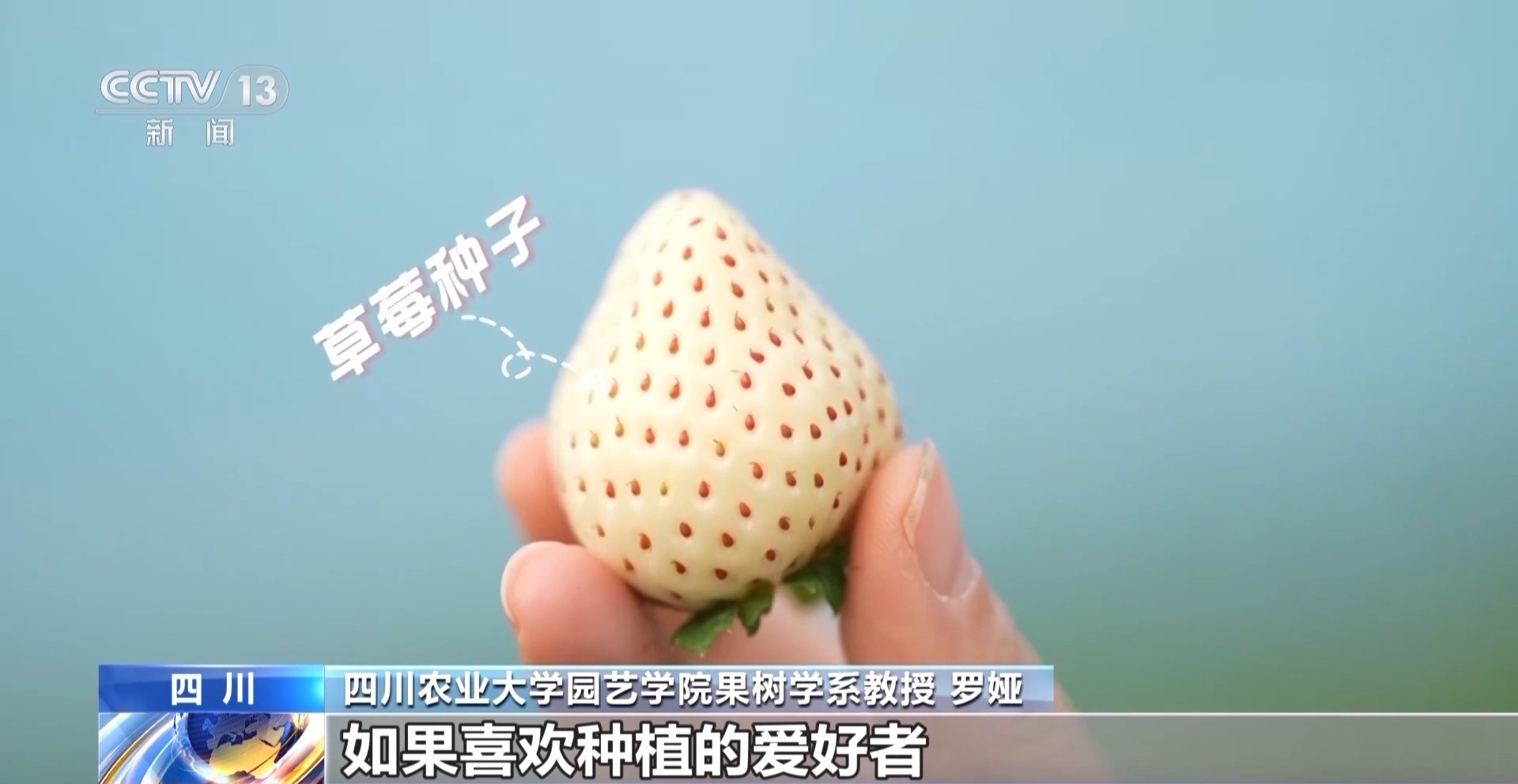 向科技要产量 智慧“草莓工厂”实现四季不断供