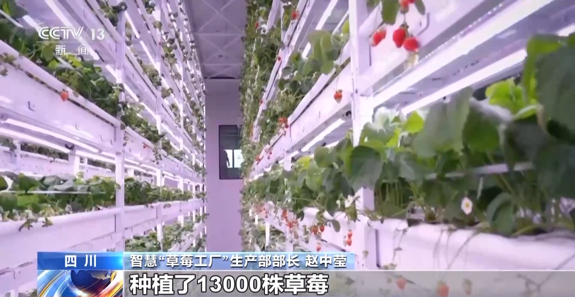 向科技要产量 智慧“草莓工厂”实现四季不断供