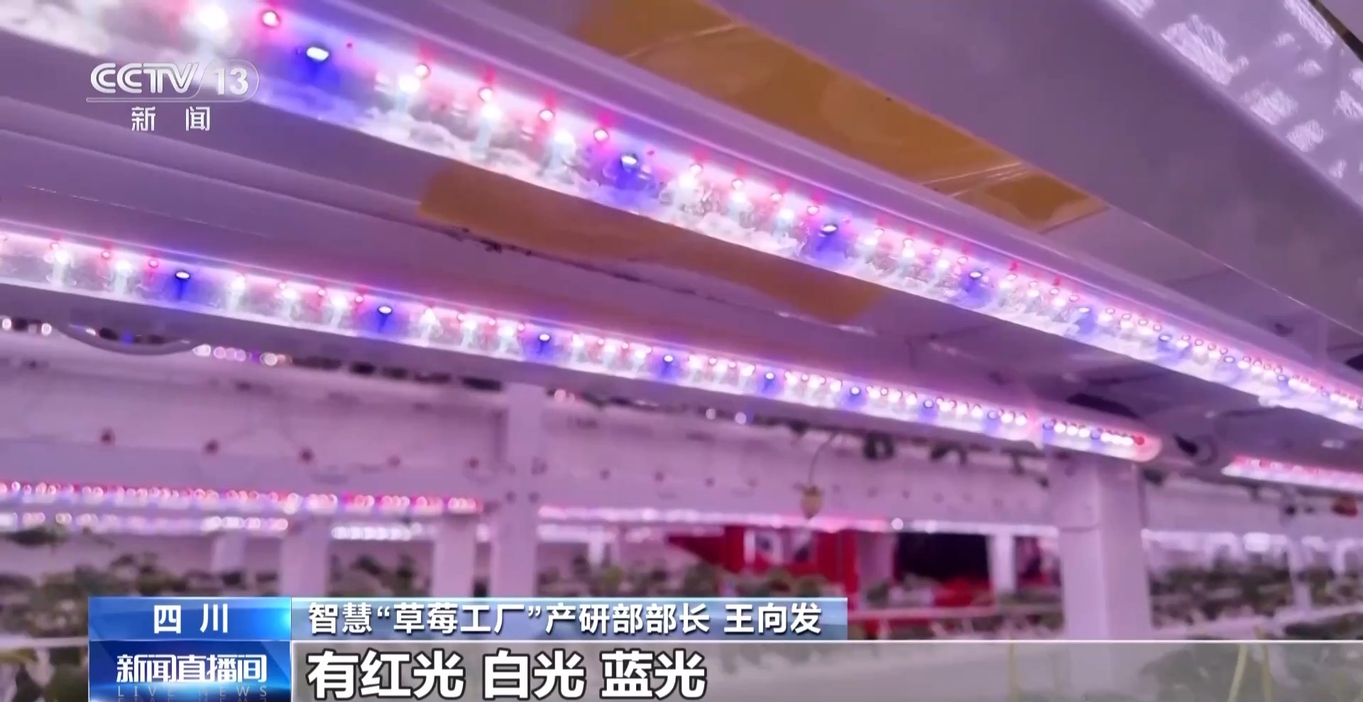 向科技要产量 智慧“草莓工厂”实现四季不断供