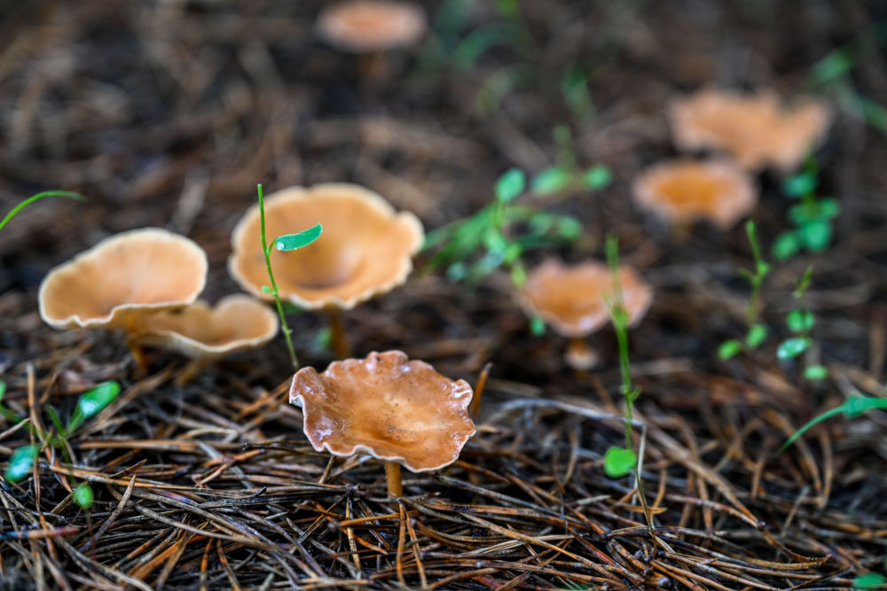 新华鲜报·“十四五”发展亮点|中国“调色盘”增新绿!森林覆盖率超25% 新华鲜报·“十四五”发展亮点|中国“调色盘”增新绿!森林覆盖率超25%