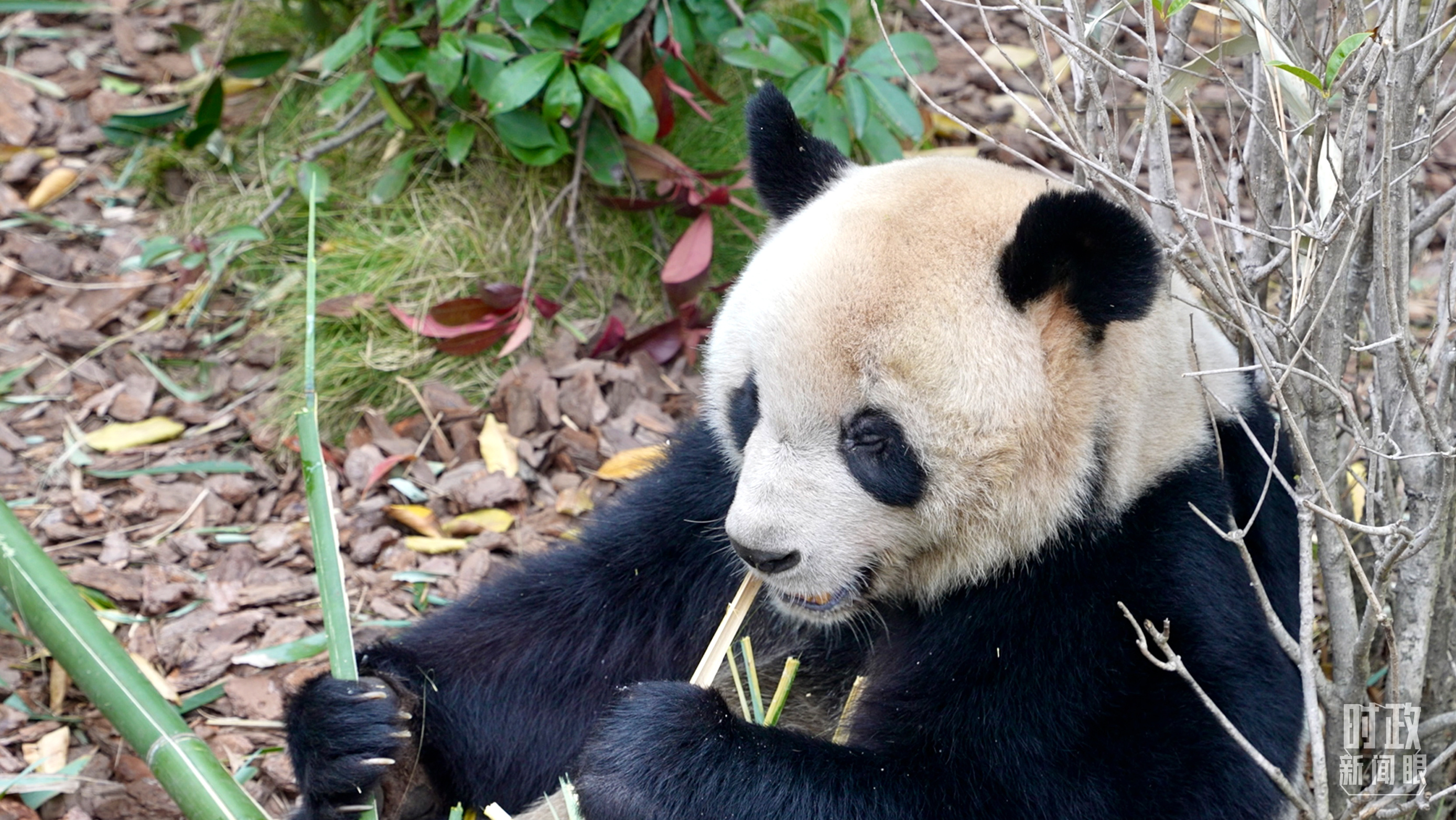 时政新闻眼丨从中法元首会晤的四个“特殊”,读懂大国相处之道