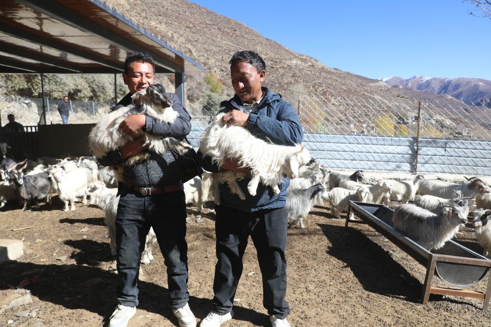 安居和乐业——西藏桑日县扎嘎新村“搬”出新光景 安居和乐业——西藏桑日县扎嘎新村“搬”出新光景