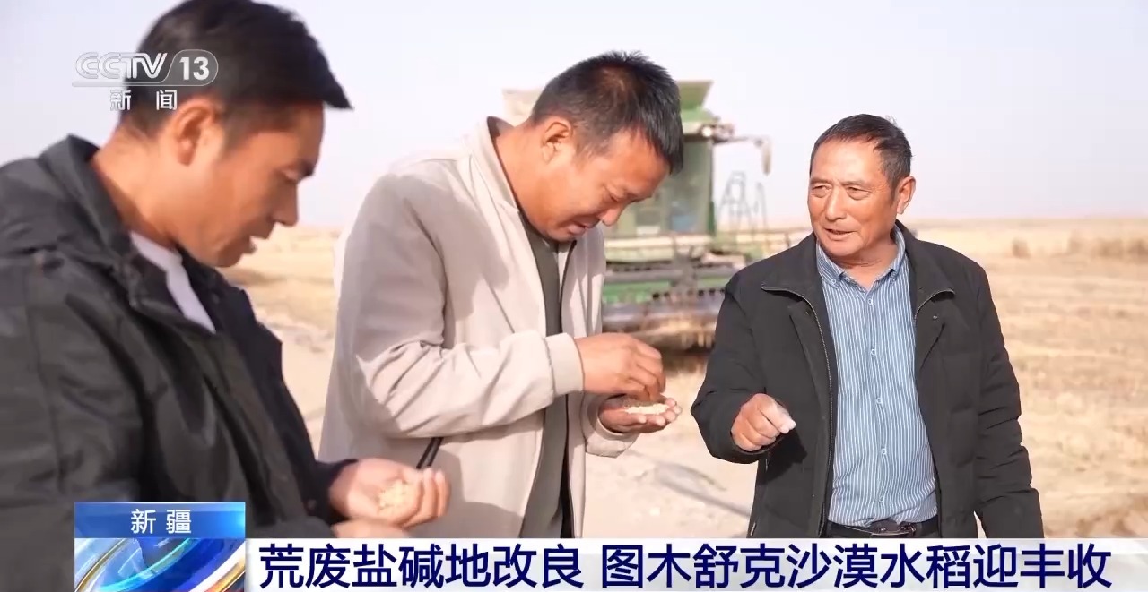 技术改良盐碱地 新疆图木舒克沙漠水稻迎丰收