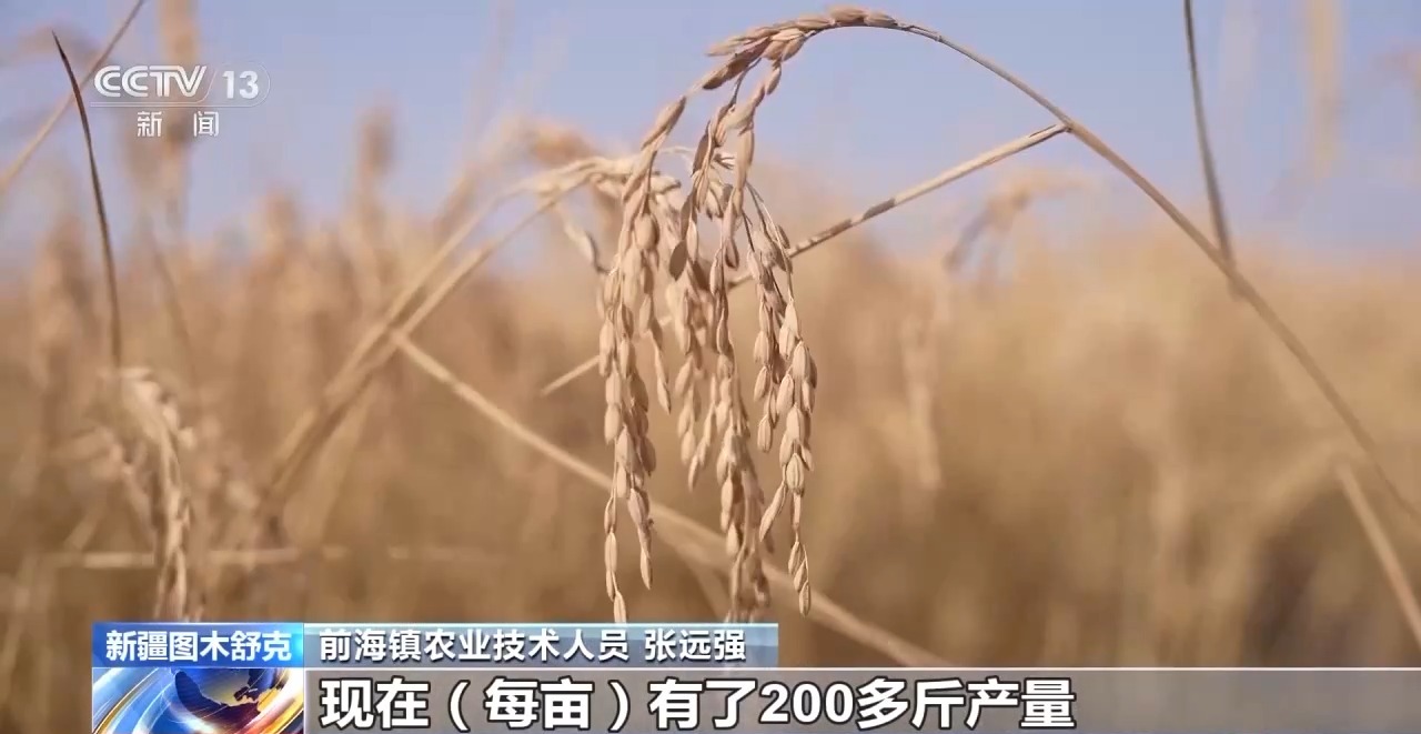 技术改良盐碱地 新疆图木舒克沙漠水稻迎丰收