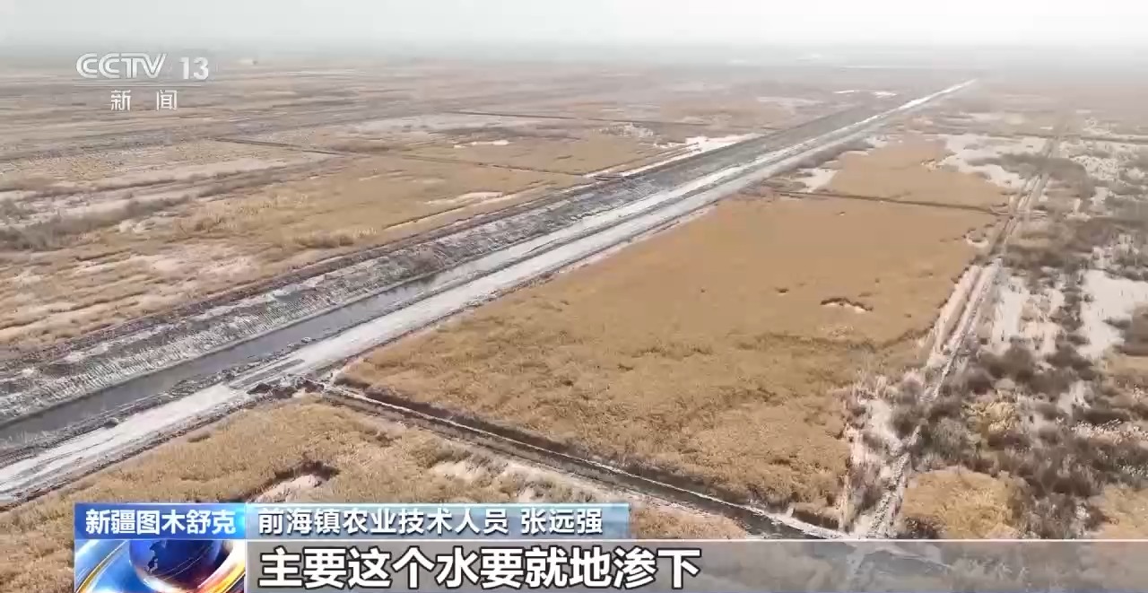 技术改良盐碱地 新疆图木舒克沙漠水稻迎丰收